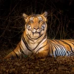 Tiger Trails with Golden Triangle