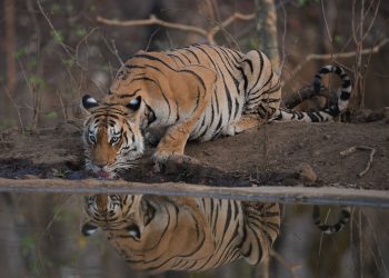 Nagpur to Pench National Park Weekend Tour